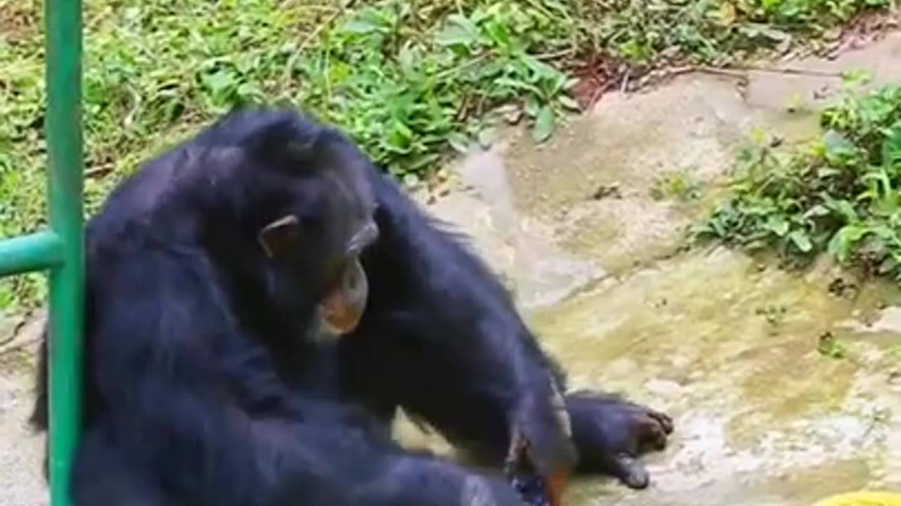 Gorilla Washing Clothes #shorts #viral #shortsvideo #video