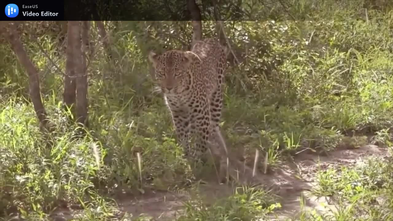 Brave lizard fight with dangerous leopard.mp4