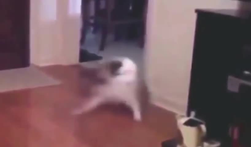 Epic Kittens Funny Video Clips 2017 collection - 1 Minute videos