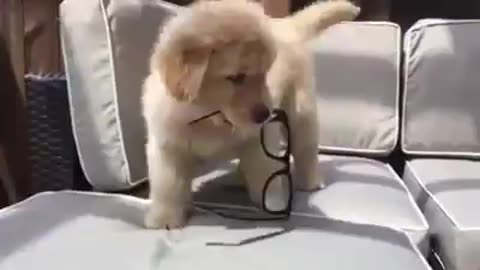 Cute dog playing with glasses