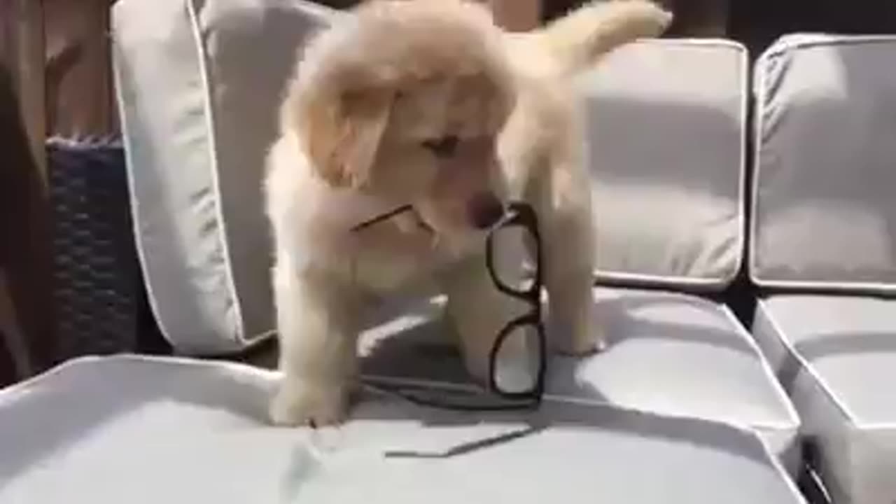 Cute dog playing with glasses