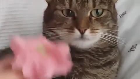 Fun with a Cat