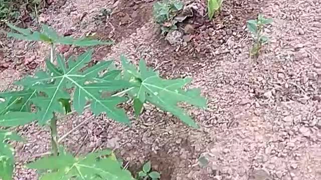 木瓜區 papaya plants