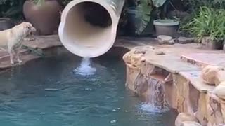 Doggy Slide Down Waterslide Backwards