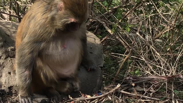 monkeys are very cute