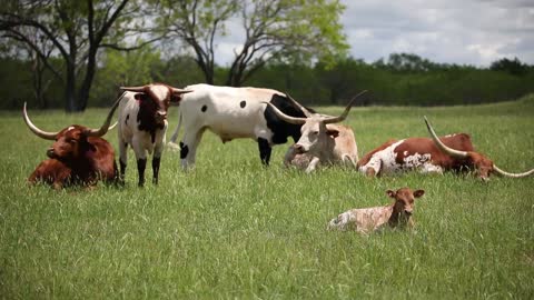 Longhorns Enjoying the Sunshine