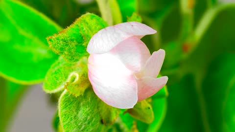 White apple blossom opens