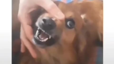 Very funny dog barking