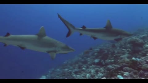 Amazing Grey Reef Shark On a Coral Reef