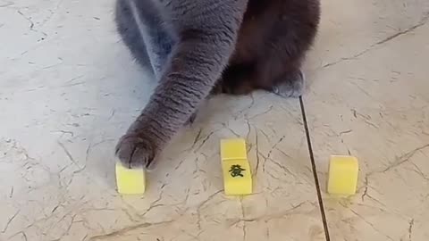 Cat playing game 🐈 soo cute 💞let's watch 😊😍