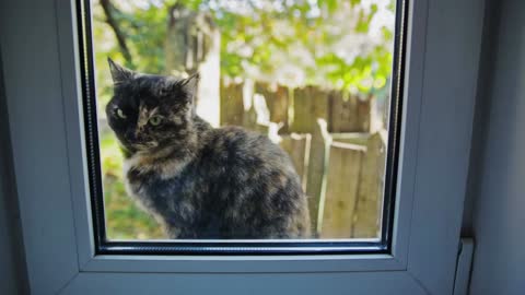 Cat Outside the Window