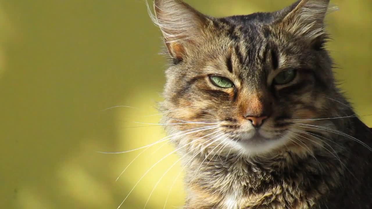 Look at this cute cat with her lovely looks