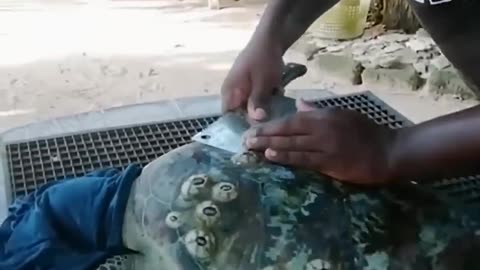 Turtle s Delightful Reaction to the Touch of Water #shorts