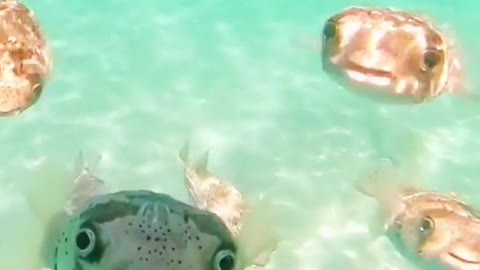 Stunning jellyfish videos that will make you smile!