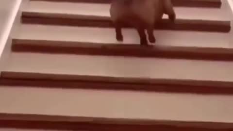 Dog how to upstairs funny Dog Video