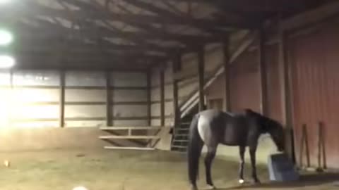 Horse thinks owner is sad and comforts her