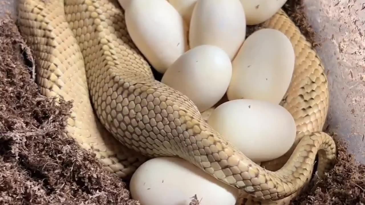 Snake Laying eggs live on camera