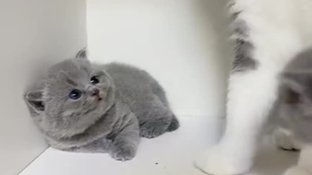 Funny Cats and Kittens Meowing Compilation