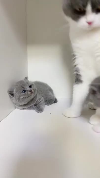 Funny Cats and Kittens Meowing Compilation