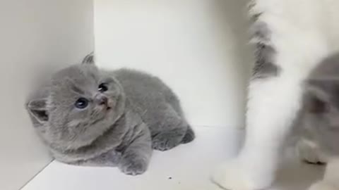 Funny Cats and Kittens Meowing Compilation