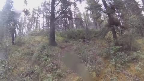 almost turned into bear dinner