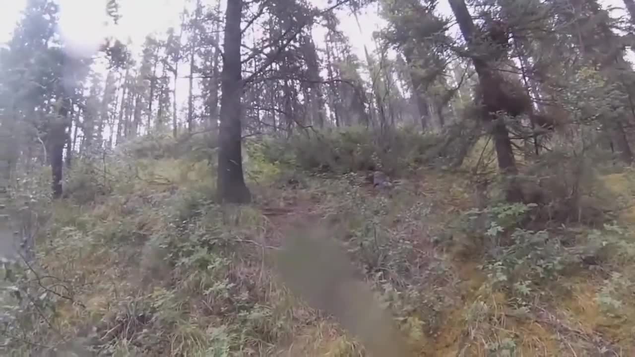 almost turned into bear dinner