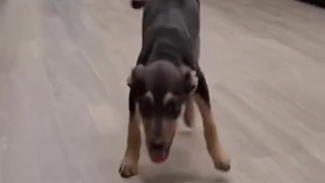 funny little dog jumping rope and sloth playing with something #shorts