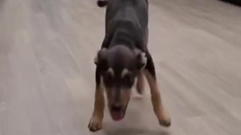 funny little dog jumping rope and sloth playing with something #shorts