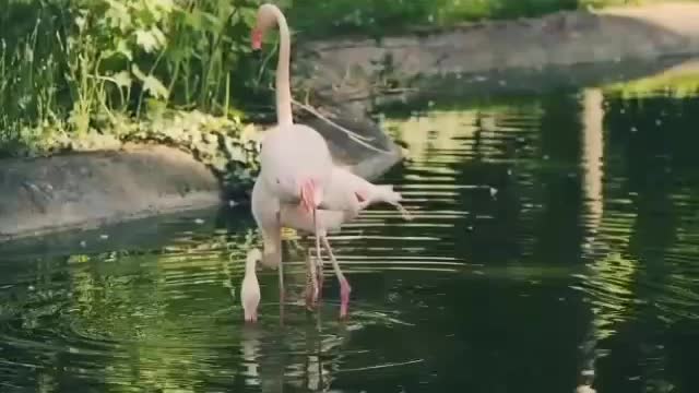 Ducks and flamingos come together