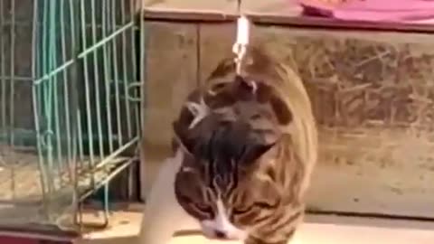 HOW IMPORTANT IS FITNESS #shorts #viral #shortsvideo #video