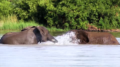 The Baby Elephant Playing In Water.