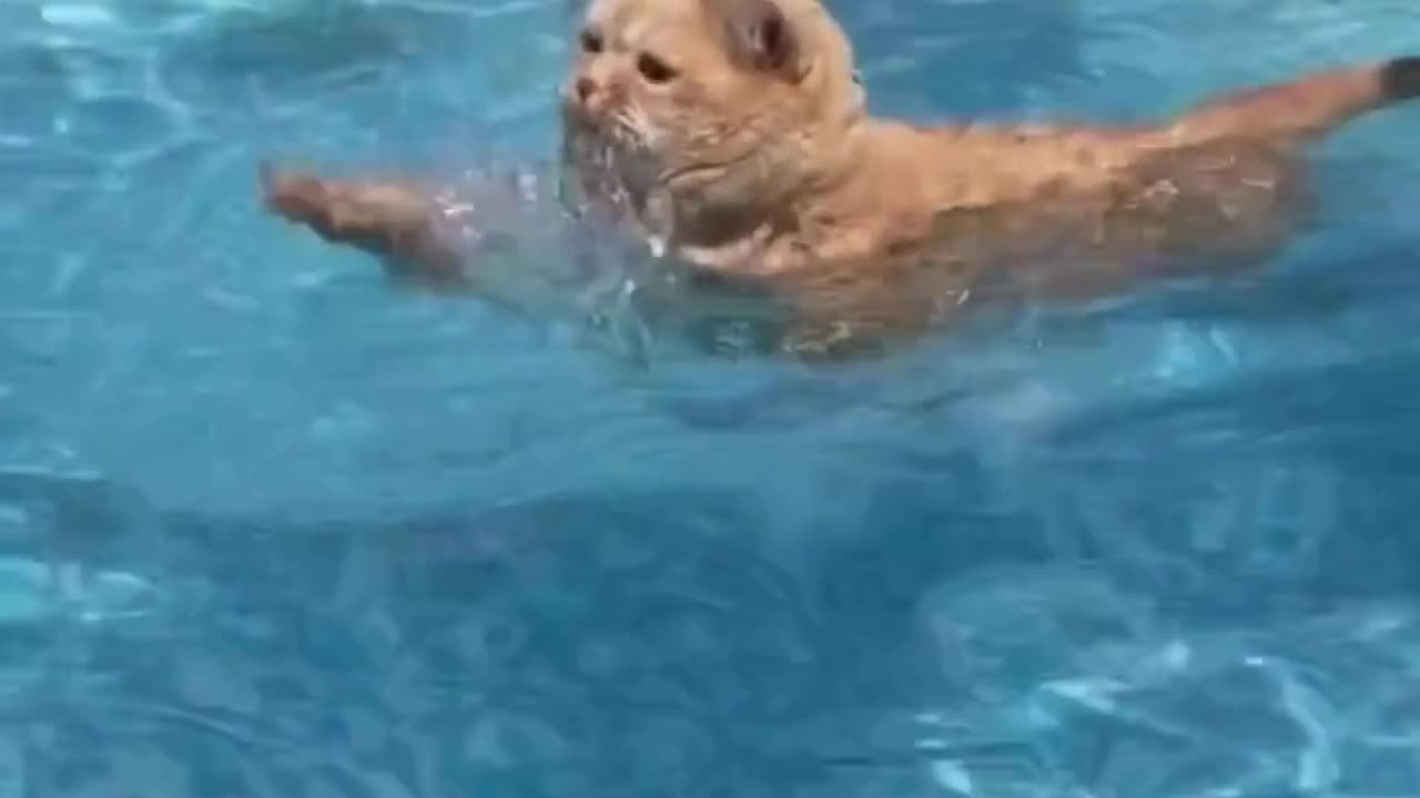 Funny & Cute Cats and Dogs 🥰🥰 #cats #dogs #reels #shorts #viral #pets #redfoxfolder