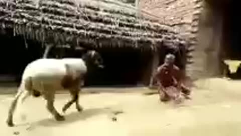man fighting strength with sheep