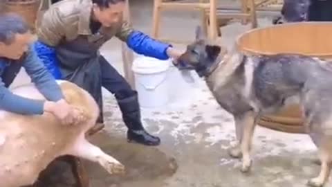 Watch "Dog Saves Pig Life