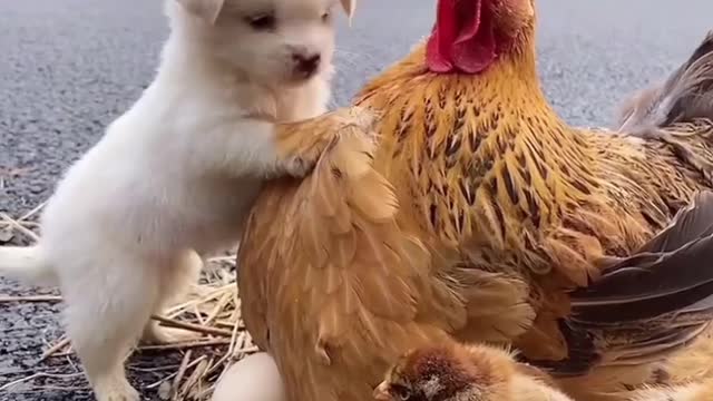 Puppies play with hen.