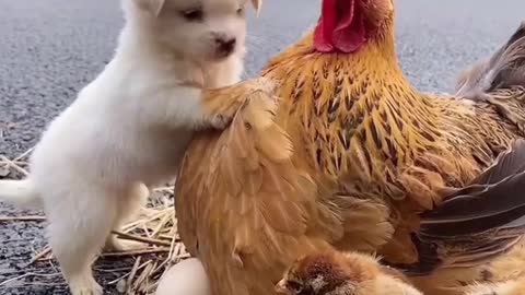 Puppies play with hen.