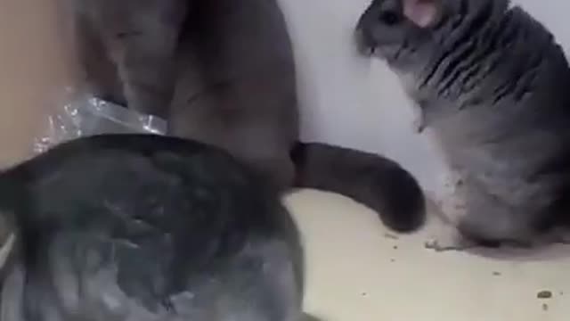 Chinchilla fighting with cats