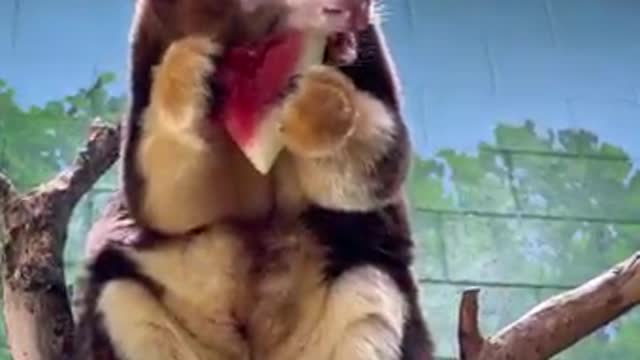 Libby, our resident Pokรฉmon, loves watermelon! (kidding, she's a tree kangaroo) ๐๐๐