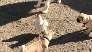 Chicken Takes Refuge on Dogs Back