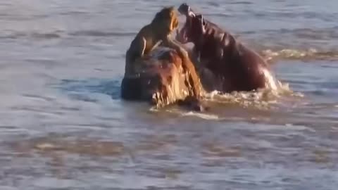 Hippo Attack loin