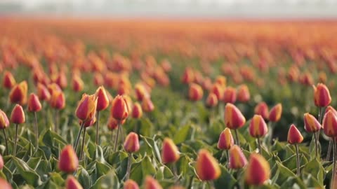 The beautiful sea of flowers brings you