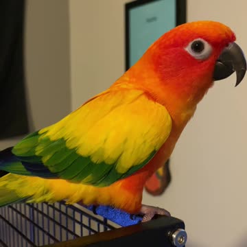 Parrot has conversation with mom about his screaming