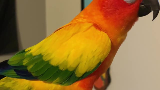 Parrot has conversation with mom about his screaming