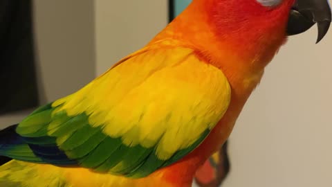 Parrot has conversation with mom about his screaming