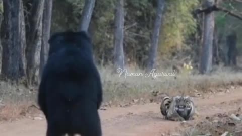 Wildlife in closer view with a natural perspective.