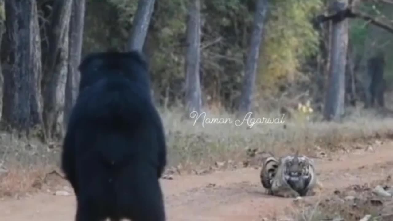 Wildlife in closer view with a natural perspective.