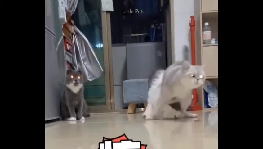 PETS COMPILATION FUNNY VIDEOS