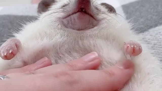 The belly of a hedgehog is fluffy.