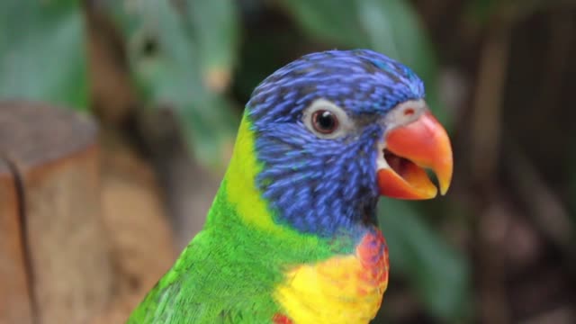 Cute Green/Blue Parrot