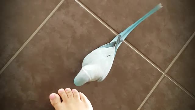 Chasing Feet